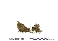 藏品(同葉苔屬)的圖片